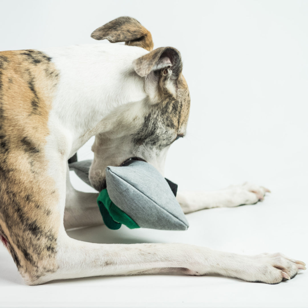 Whippet Kai playing with the Dog Treat Puzzle Toy