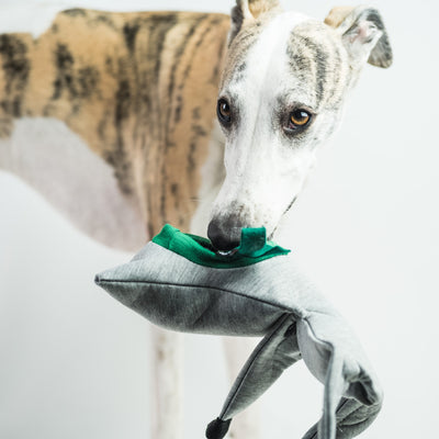 Whippet Kai playing with the Dog Treat Puzzle Toy