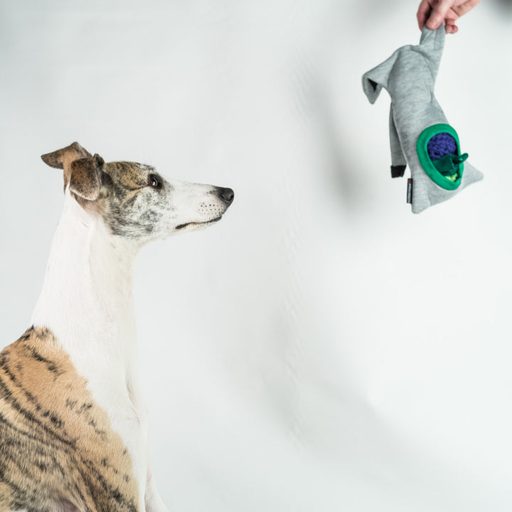 Whippet Kai playing with the Dog Treat Puzzle Toy