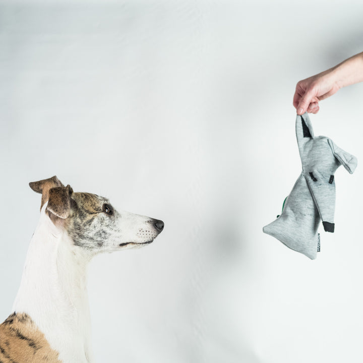 Whippet Kai is playing with the Dog Treat Puzzle Toy