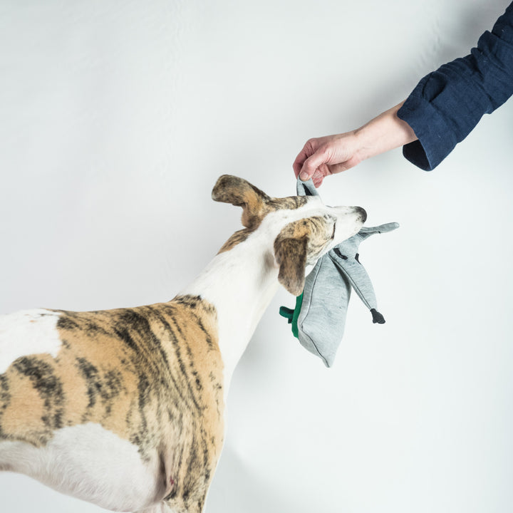 Whippet Kai playing with the Dog Treat Puzzle Toy