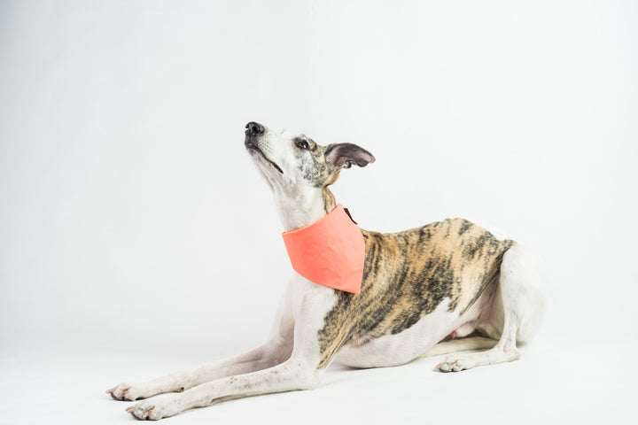Cooling Dog Bandana Reflective
