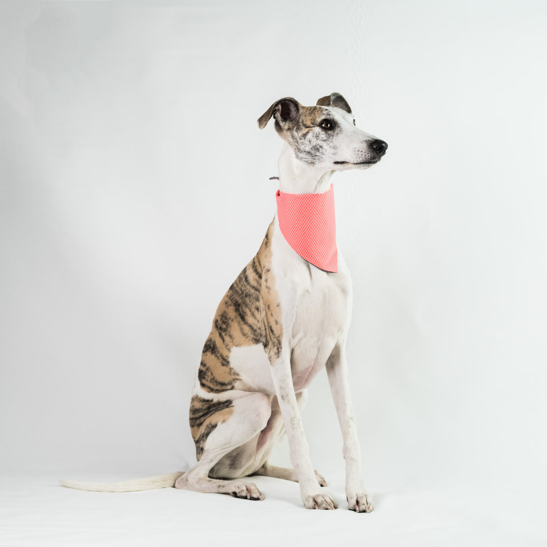 Cooling Dog Bandana Reflective