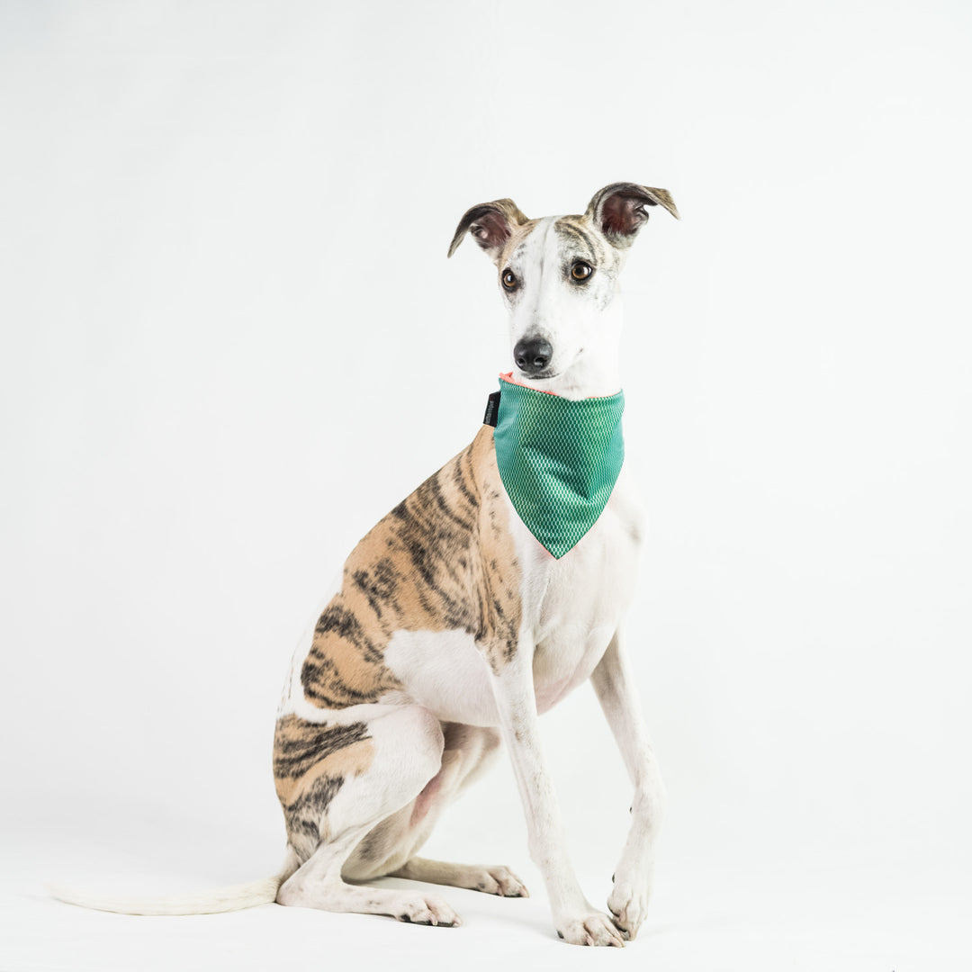 Cooling Dog Bandana Reflective