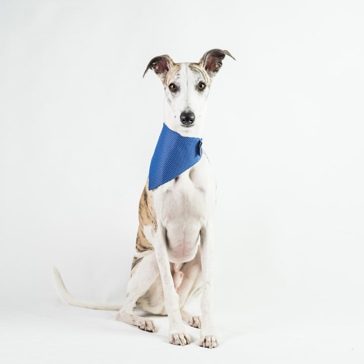 Cooling Dog Bandana Reflective