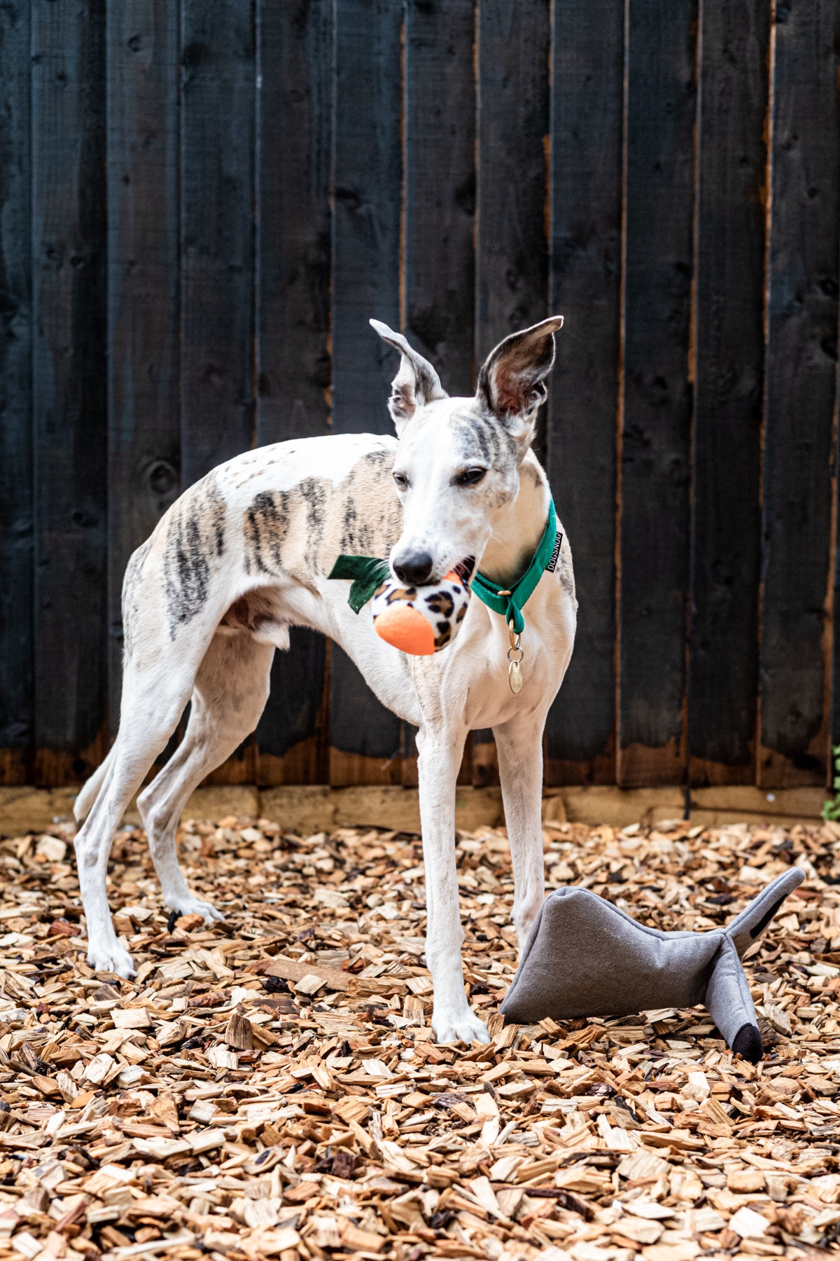 Kai the whippet playing with the Dog Treat Puzzle Toy