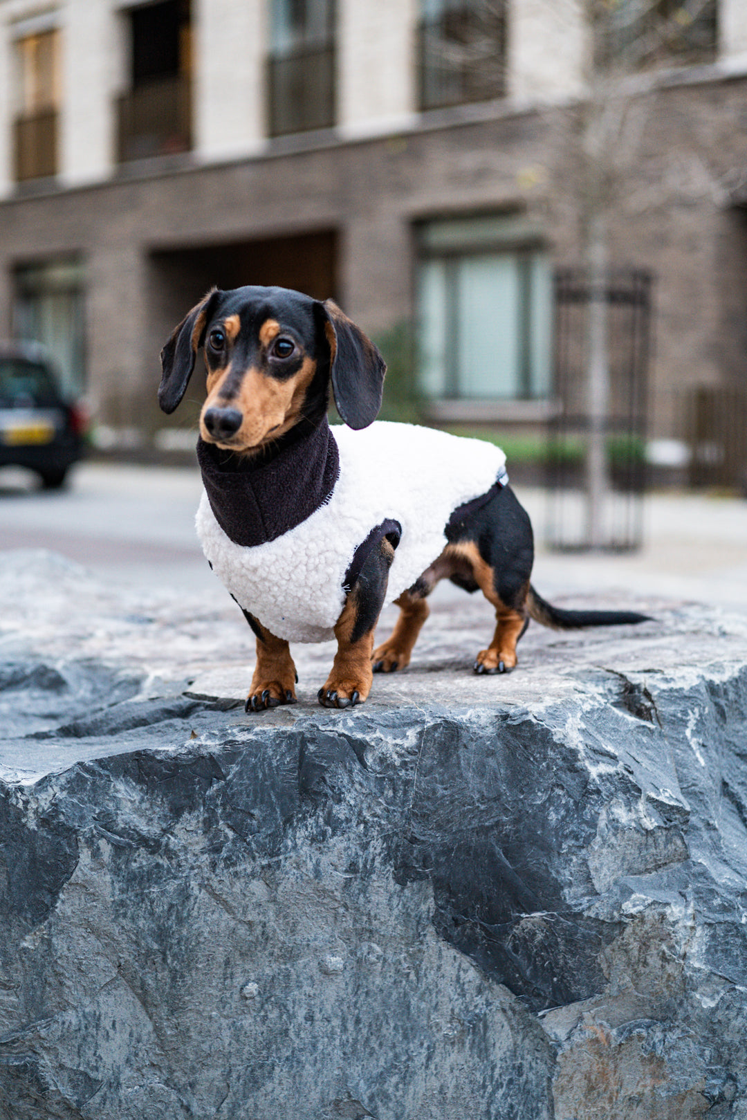 Boucle Dachshund Dog Jumper