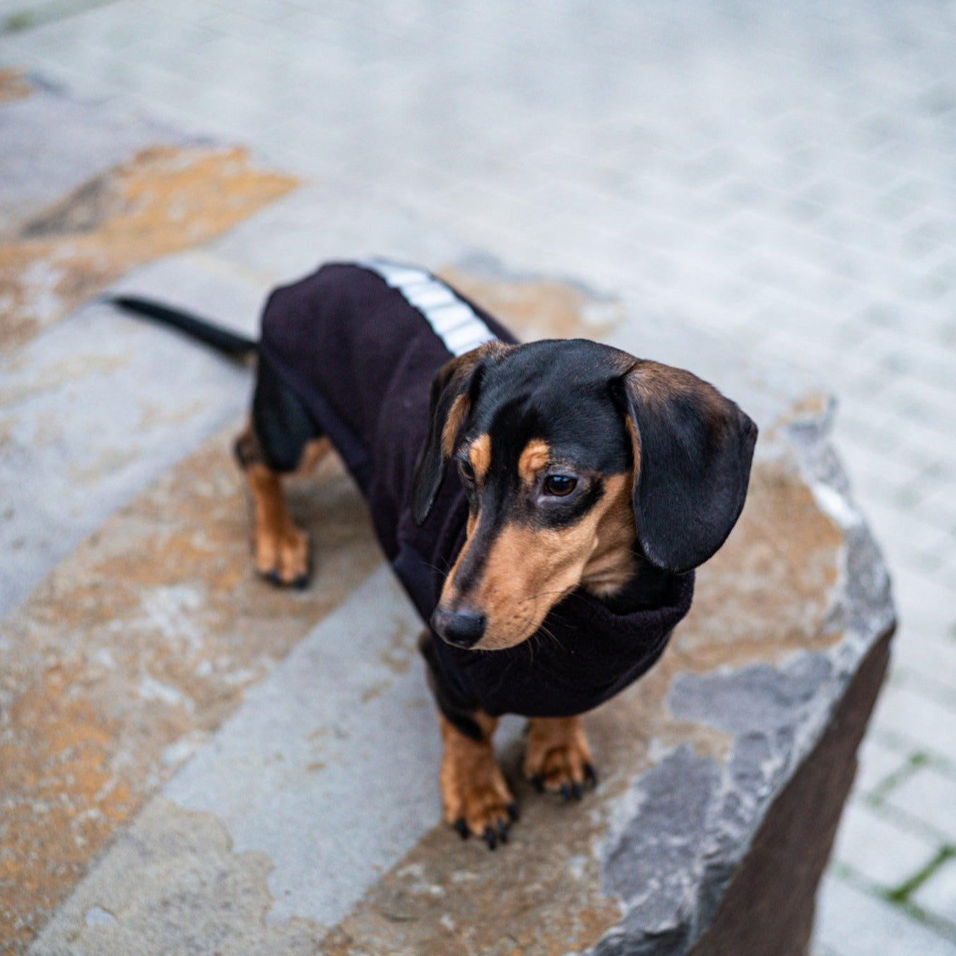 Dachshund wearing a black with silver reflective jumper