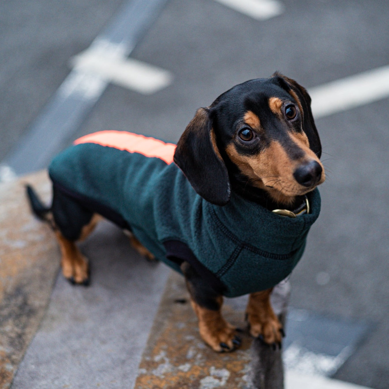 Dachshund wearing a forest green with orange reflective jumper