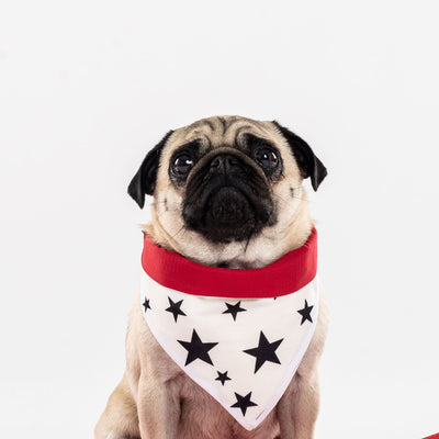 Cooling Dog Bandana in Stars & Red