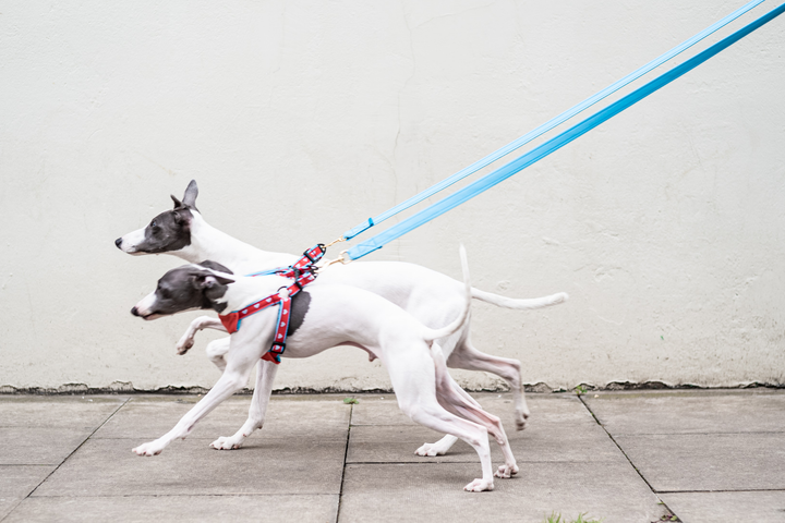 Dog Car Harness in Hearts worn by whippet Neo and Iggy Louis