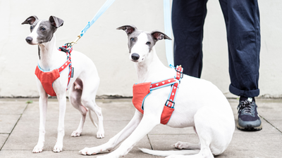 Dog Car Harness in Hearts worn by whippet Neo and Iggy Louis Sitting