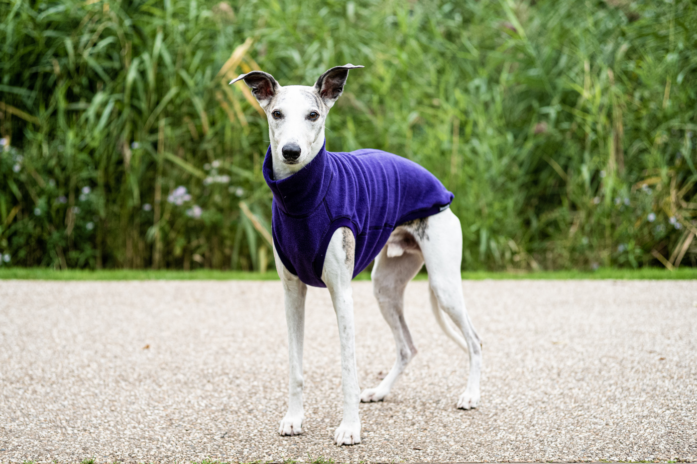 Fleece Dog Jumper Royal Colours