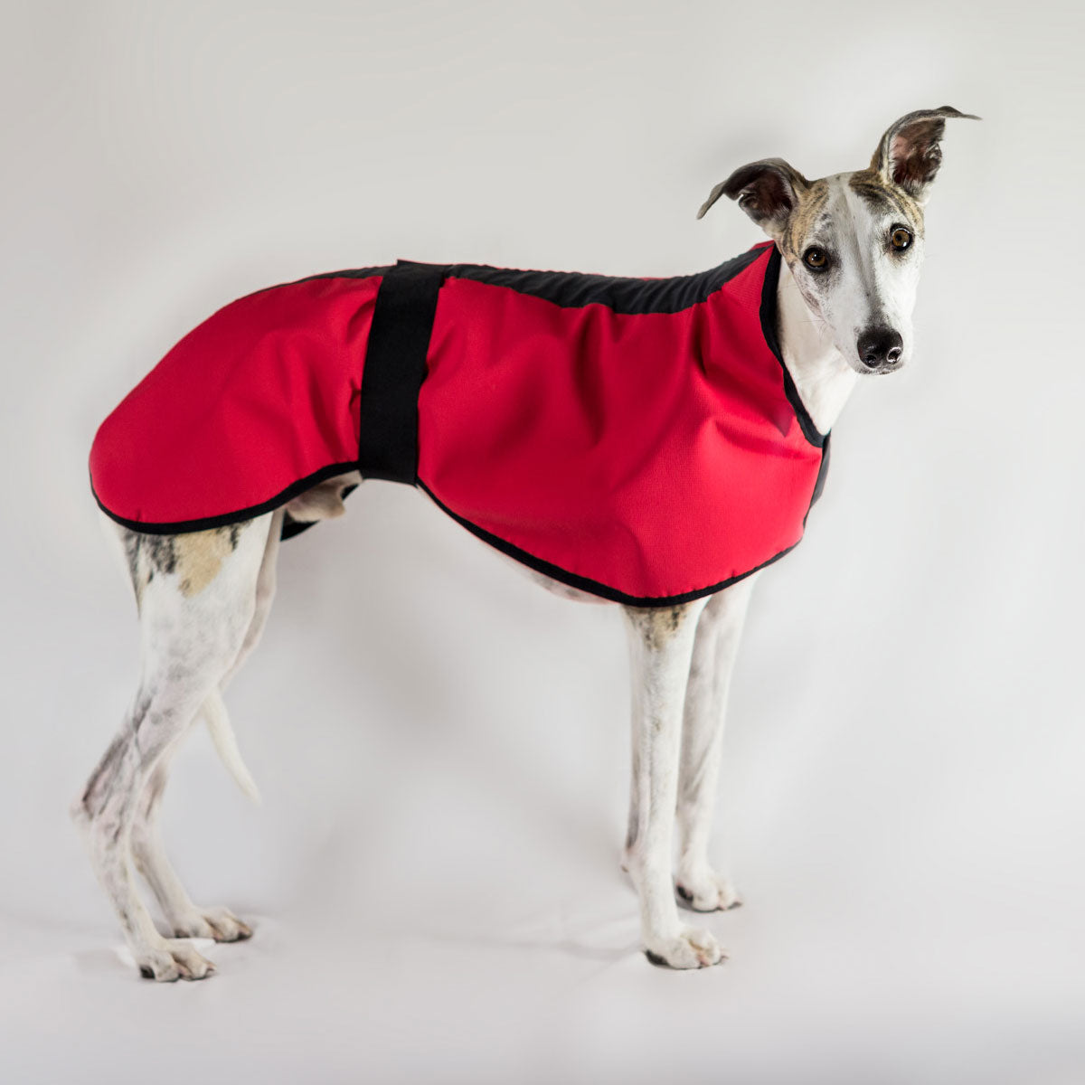 Waterproof Dog Coat Plain