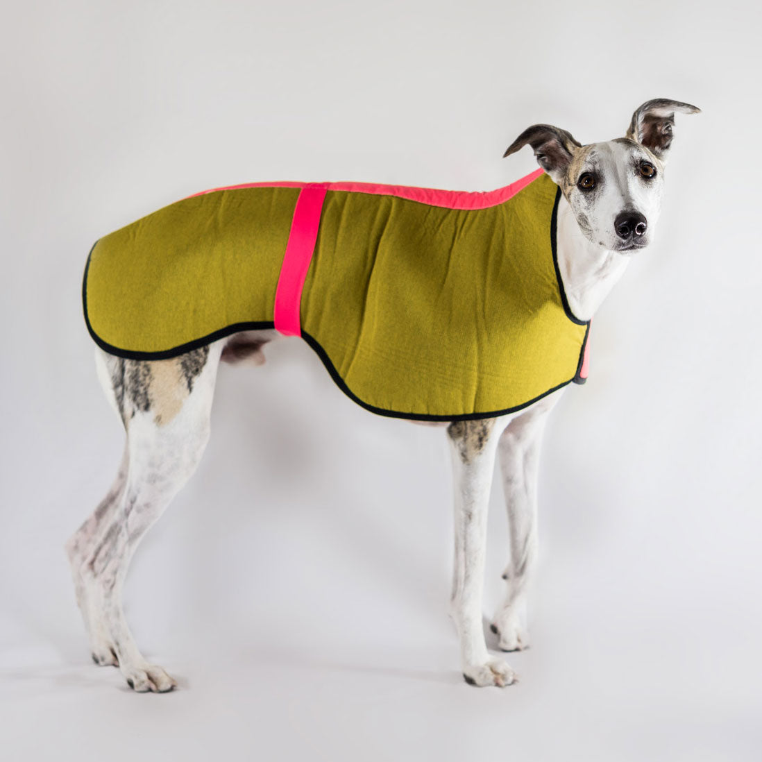 Waterproof Dog Coat Plain