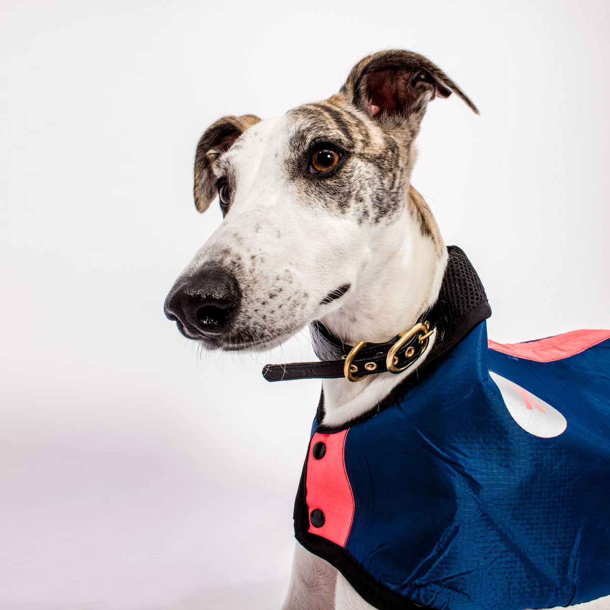 Waterproof Dog Coat Plain