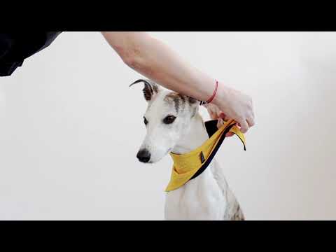 Cooling Dog Bandana how to wear it